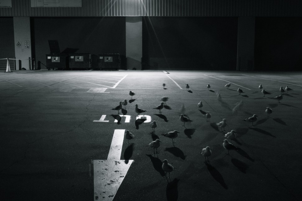 seagulls-1